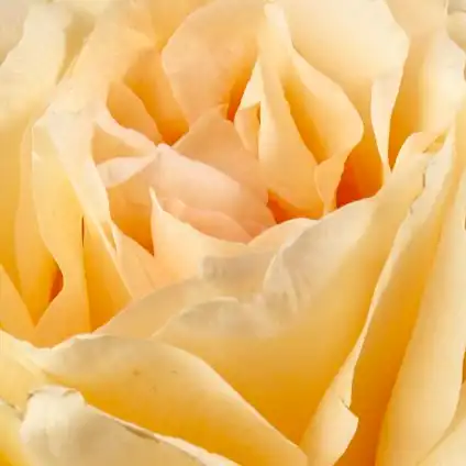 Trandafiri hibrizi Tea - Trandafiri - Krémsárga - Trandafiri online